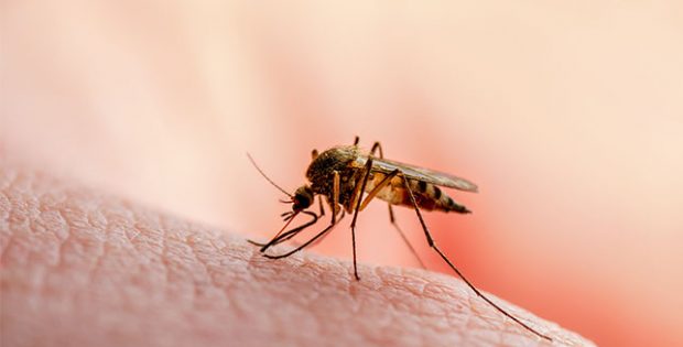 Atasi Malaria Dengan Bahan Alami